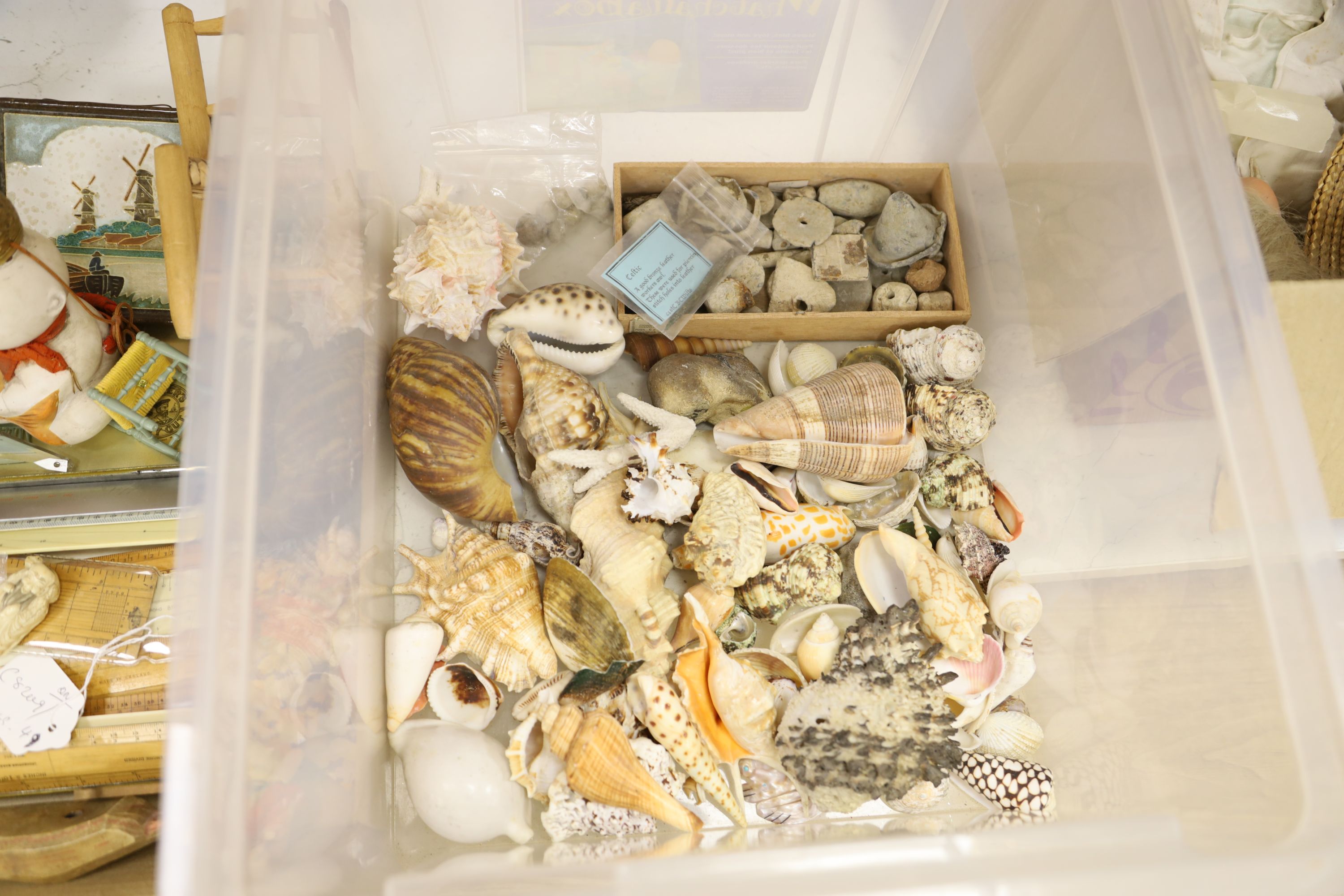 A collection of minerals, fossils and shells, together with a collection of rulers, fans and miscellaneous items